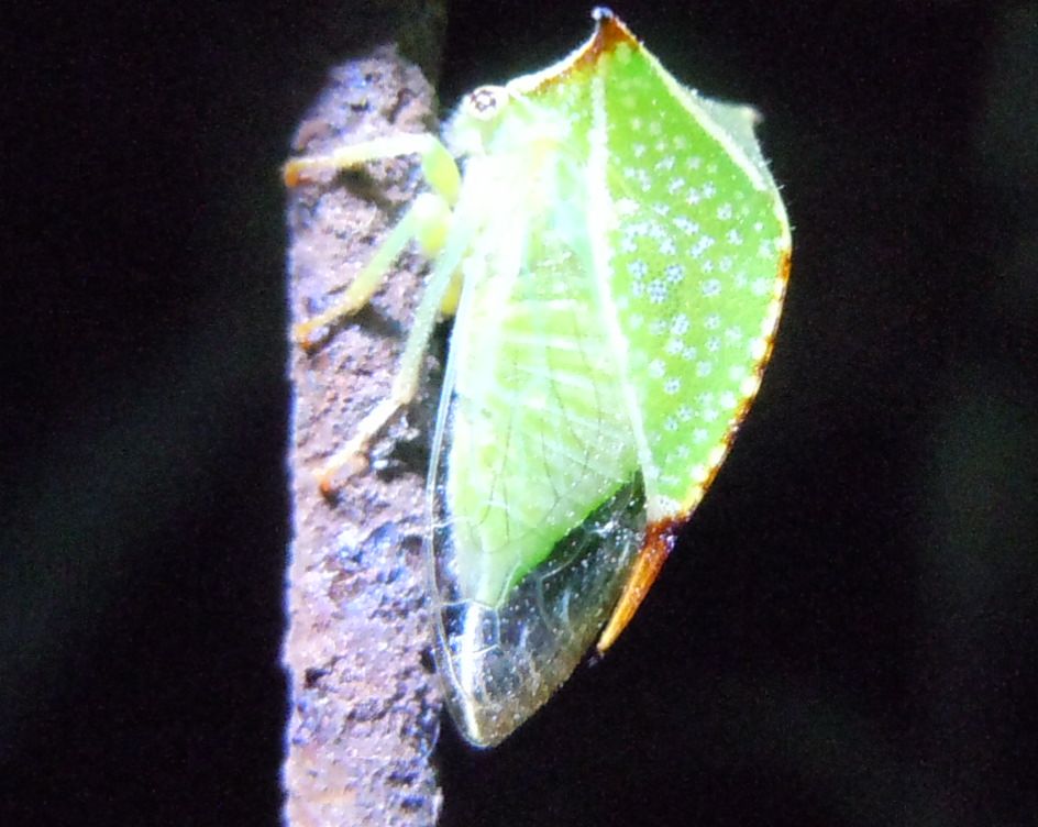 Stictocephala bisolnia